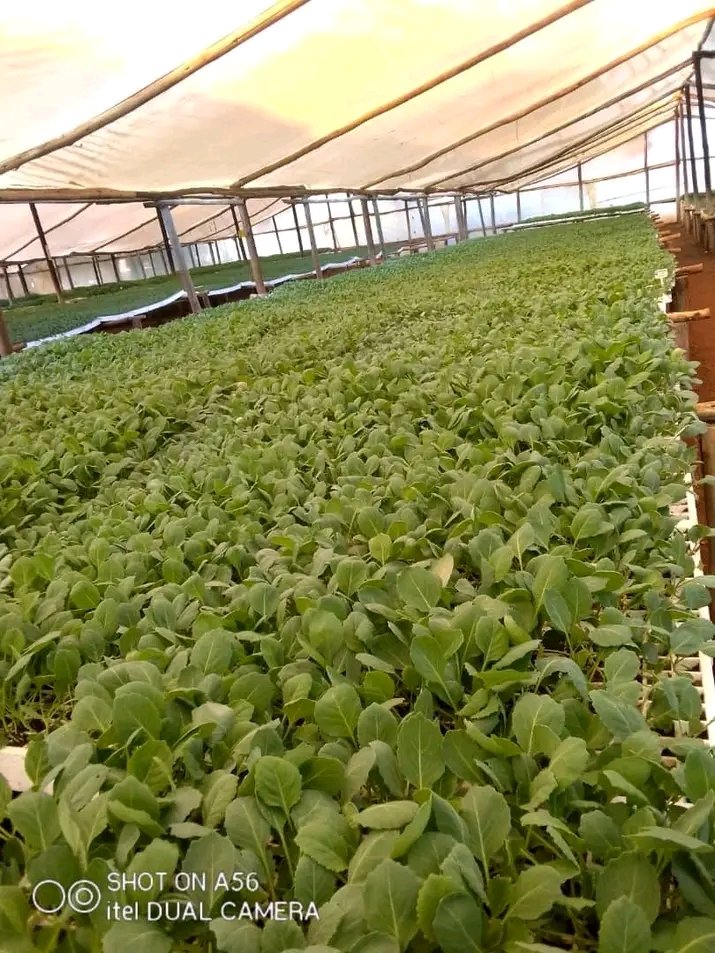 Greenfield Seedlings tweet media