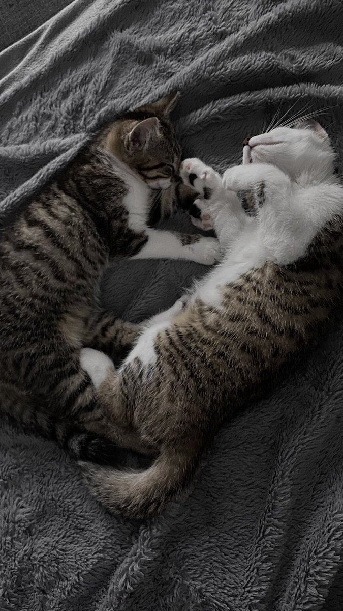 baeluvet's tweet photo. Fuck this shit potrzebuje znajomych zeby moc tripy na kato robic bo jedyna znjoma jaka mam ma tak zajebany grafik ze spotkamy sie moze za miesiąc czy dwa 😭😭 
( my babies for attention) https://t.co/gFAGCWWPmH