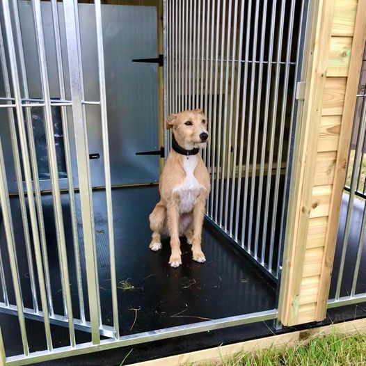 BenchmarkKenne1's tweet photo. Transform your furry friend's world with the finest kennels in the UK! Our premium kennels are more than just shelters – they're cosy homes designed for ultimate canine comfort. #workingsdogs #dogs #dogsofinstagram #gundogs #huntingdog #Springerspaniel #englishcocker #retriever https://t.co/ya8C1d2FEK