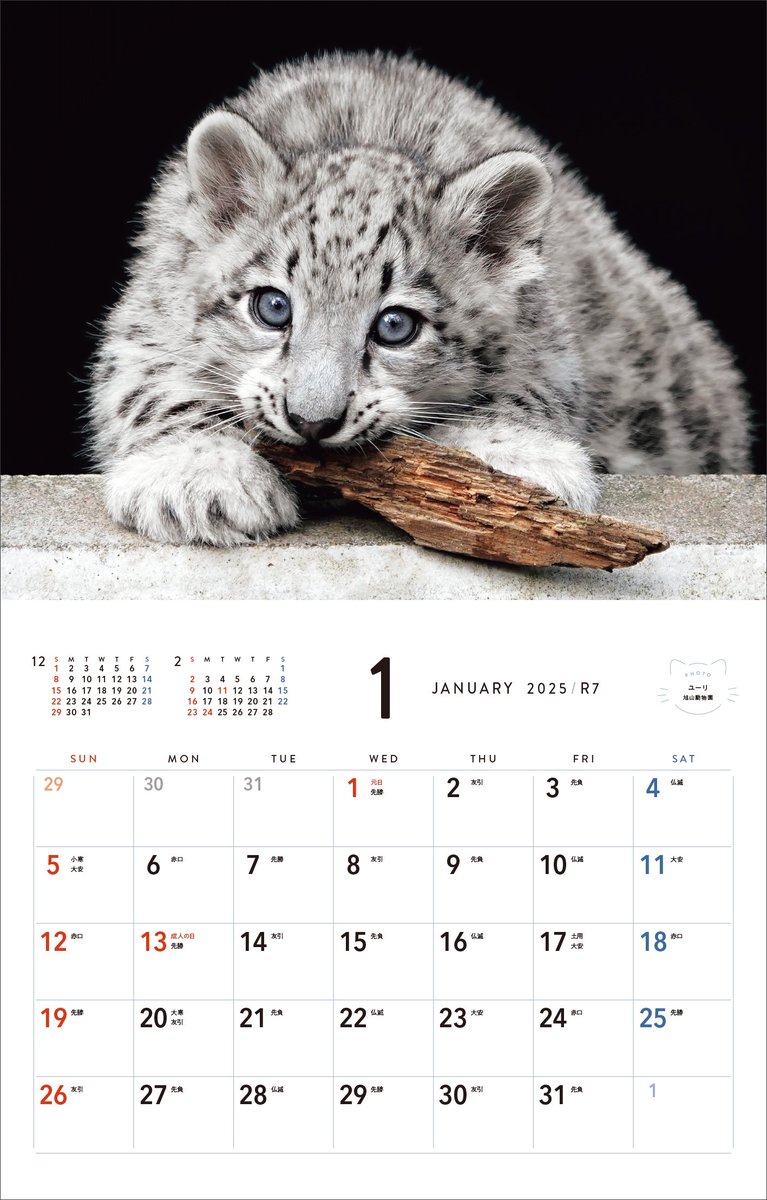 rikunow's tweet photo. 【お知らせ】『ほぼねこ』が2025年カレンダーになりました！Amazonで予約スタートしています✨

▼ご予約はこちら
https://t.co/JuQKfg1sxI

大判サイズの壁掛け月めくりカレンダーで、写真集に未収録の写真も多数収められています。

9/2発売で、全国の書店でも販売予定🐯ぜひ2025年を可愛いほぼねこたちとお過ごしください。
#ほぼねこ #カレンダー