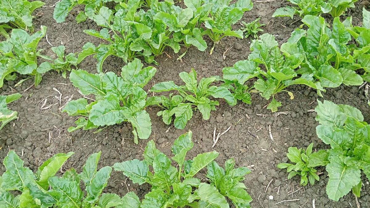 Welk verschijnsel zie ik hier? Grote hoeveelheid aan smalle bladeren, ook achterblijven qua groei. Vertegenwoordiger stak het op vernalisatie, door koude periode. Zaaidatum 24 mei, dus ik betwijfel of dat dan de verklaring is.