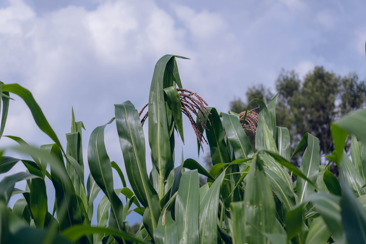 kiamenfarms's tweet photo. Maize Progress. 3 months down the line.
Planted with @YaraKenya #MiCROP fertilizer
@rodgers_kirwa @diangaronald @Jannettoroitich 
#MboleaNiYara #NaturePositive #FoodFuture #KnowledgeGrows https://t.co/y5qBDWgHZh