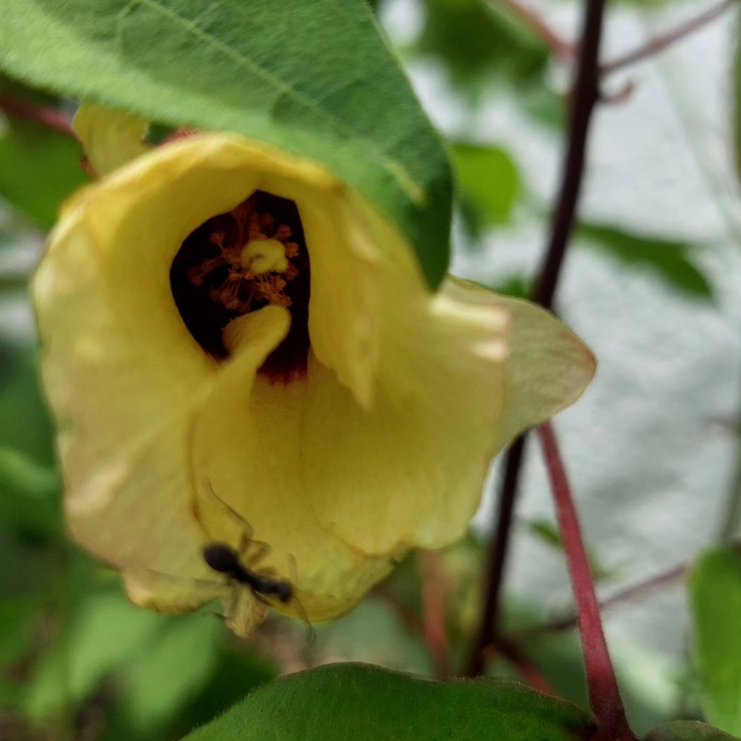 moemore's tweet image. 「和綿の花、咲きました！」
#田中惣一商店
#刃物専門店
#フェアトレードショップ
#館山フェアトレードタウン推進委員会