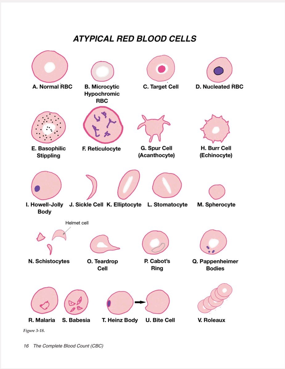mei | YL1 🩺 tweet media