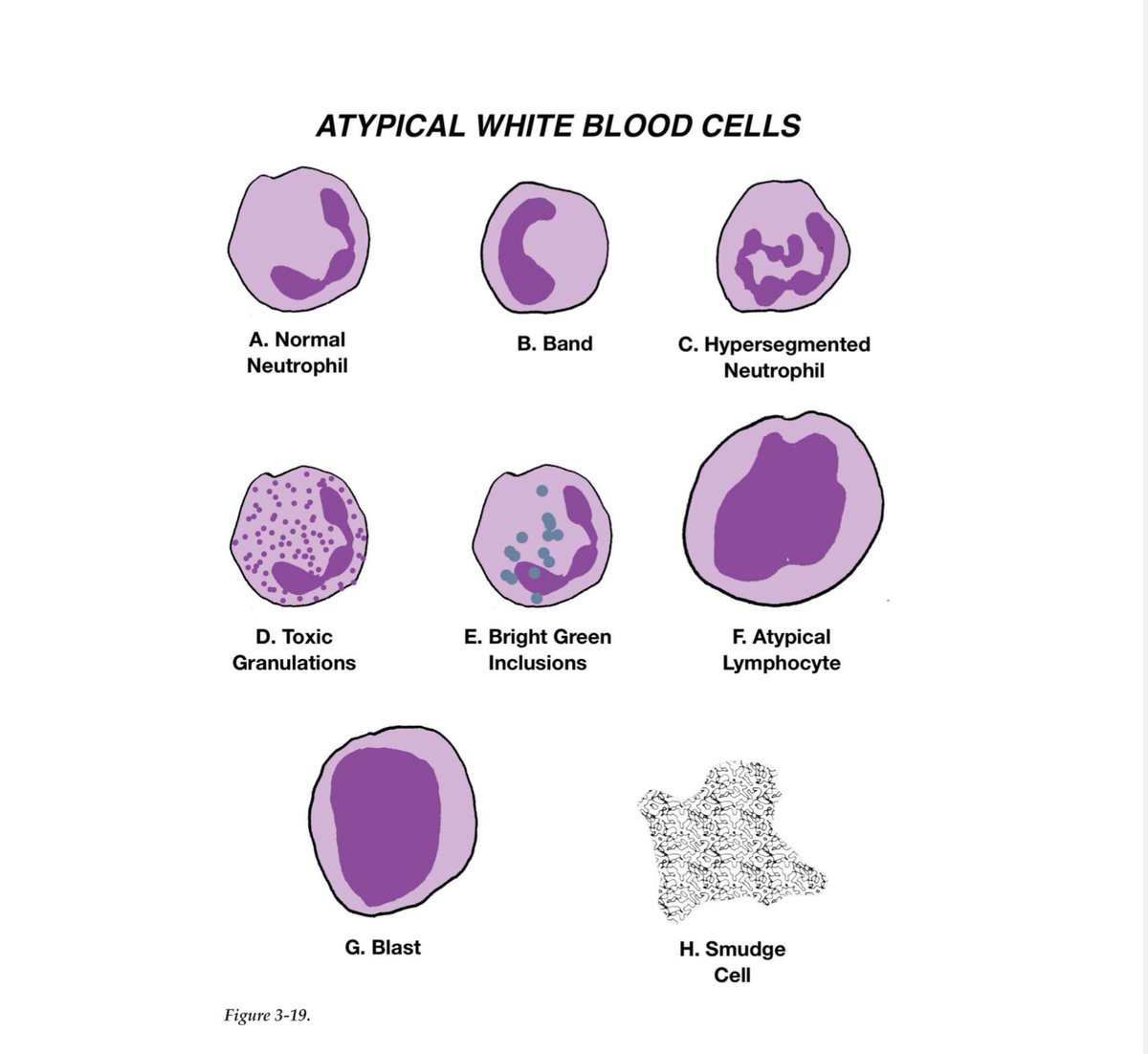 mei | YL1 🩺 tweet media