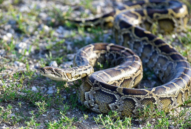 MyFWC's tweet image. Registering for the 2024 Florida Python Challenge™? Or just want to learn more about invasive Burmese #pythons and how to help? Check out our free, online Python Patrol training July 18, 7-8 p.m.: myfwc.com/wildlifehabita… #conservation
