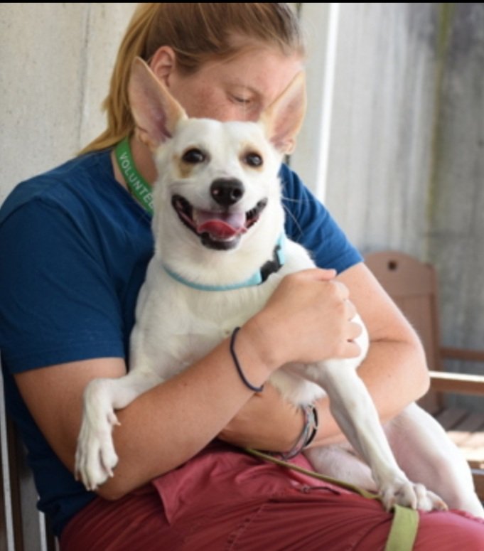 LisaBrabson's tweet photo. COSMO #197881 just turned 1yo,at scary shelter, when he should b cherished in a loving home!
Save this sweet baby,watch his video,in original tweet. He is adorable,he pays no attention to his stiff legs, because he is happy to b Alive β€οΈPLZ #ADOPT #FOSTER #PLEDGE #Pleasrt https://t.co/Nfu4goQYzK