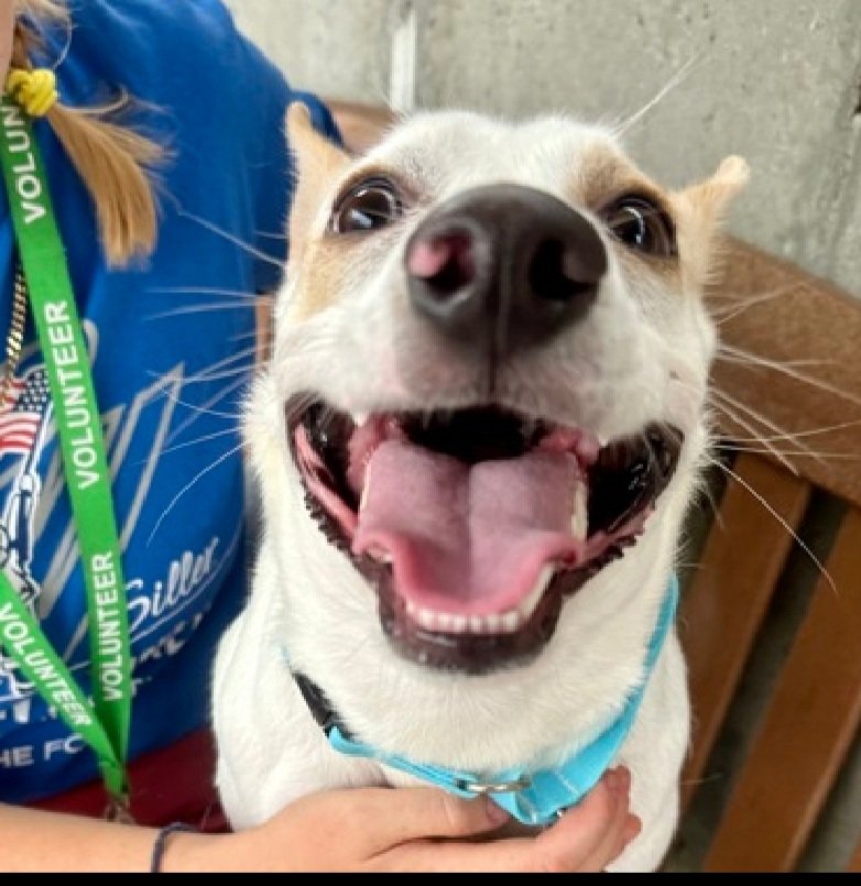 LisaBrabson's tweet photo. COSMO #197881 just turned 1yo,at scary shelter, when he should b cherished in a loving home!
Save this sweet baby,watch his video,in original tweet. He is adorable,he pays no attention to his stiff legs, because he is happy to b Alive β€οΈPLZ #ADOPT #FOSTER #PLEDGE #Pleasrt https://t.co/Nfu4goQYzK
