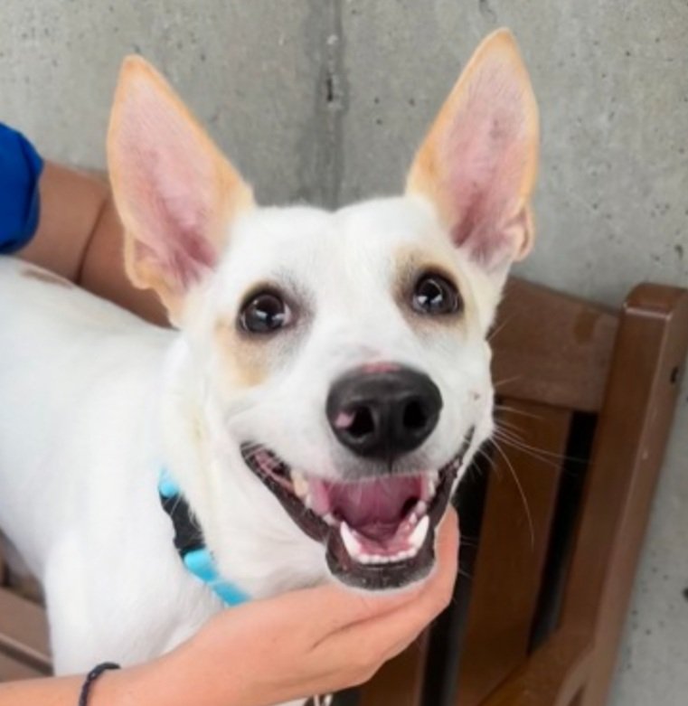 LisaBrabson's tweet photo. COSMO #197881 just turned 1yo,at scary shelter, when he should b cherished in a loving home!
Save this sweet baby,watch his video,in original tweet. He is adorable,he pays no attention to his stiff legs, because he is happy to b Alive β€οΈPLZ #ADOPT #FOSTER #PLEDGE #Pleasrt https://t.co/Nfu4goQYzK