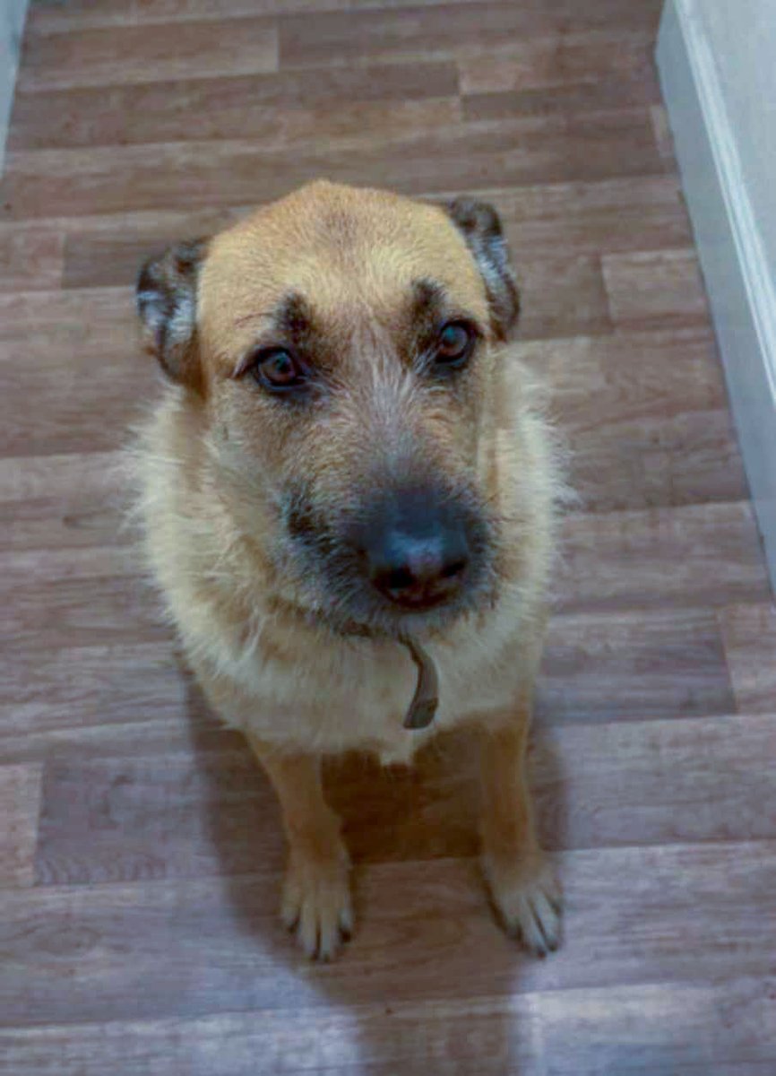 LUNA NEEDS A HOME (her guardian has just become homeless) She is currently in #Salisbury
Can you imagine having a job, a home and the most wonderful dog in the world, then suddenly losing all three of these all at the same time It would be such a traumatic ordeal #Worcestershire