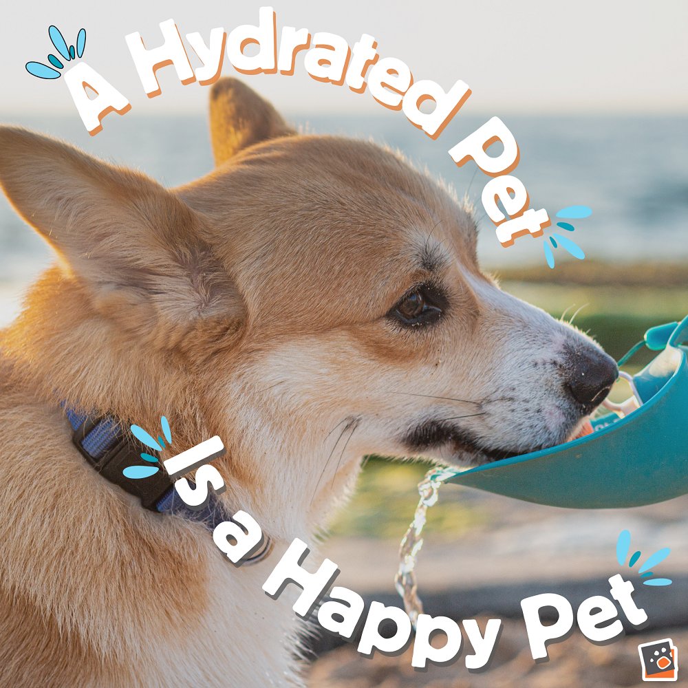 Take a proactive step towards your pet's health! Remember, a hydrated pet is a happy pet. Consult your vet for personalized hydration tips today. 🐾💧 #VetApprovedCare #HealthyPets