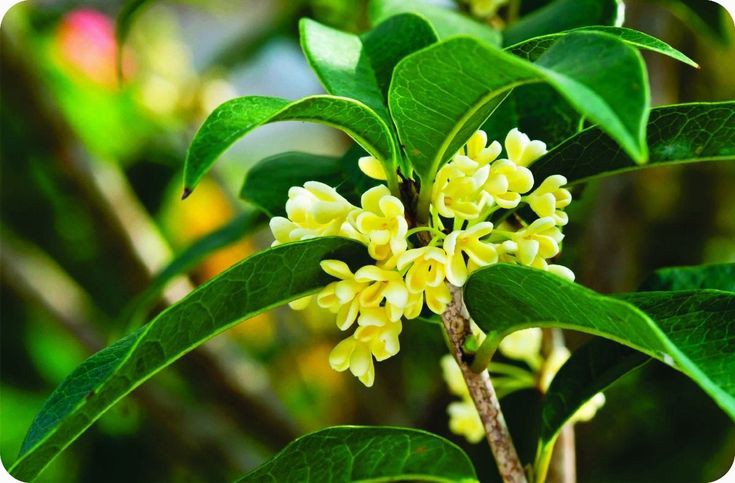 Jasmim-do-Imperador...
(Osmanthus fragans)  #China 🇨🇳
#FlowersOnX   #Wednesdayvibe