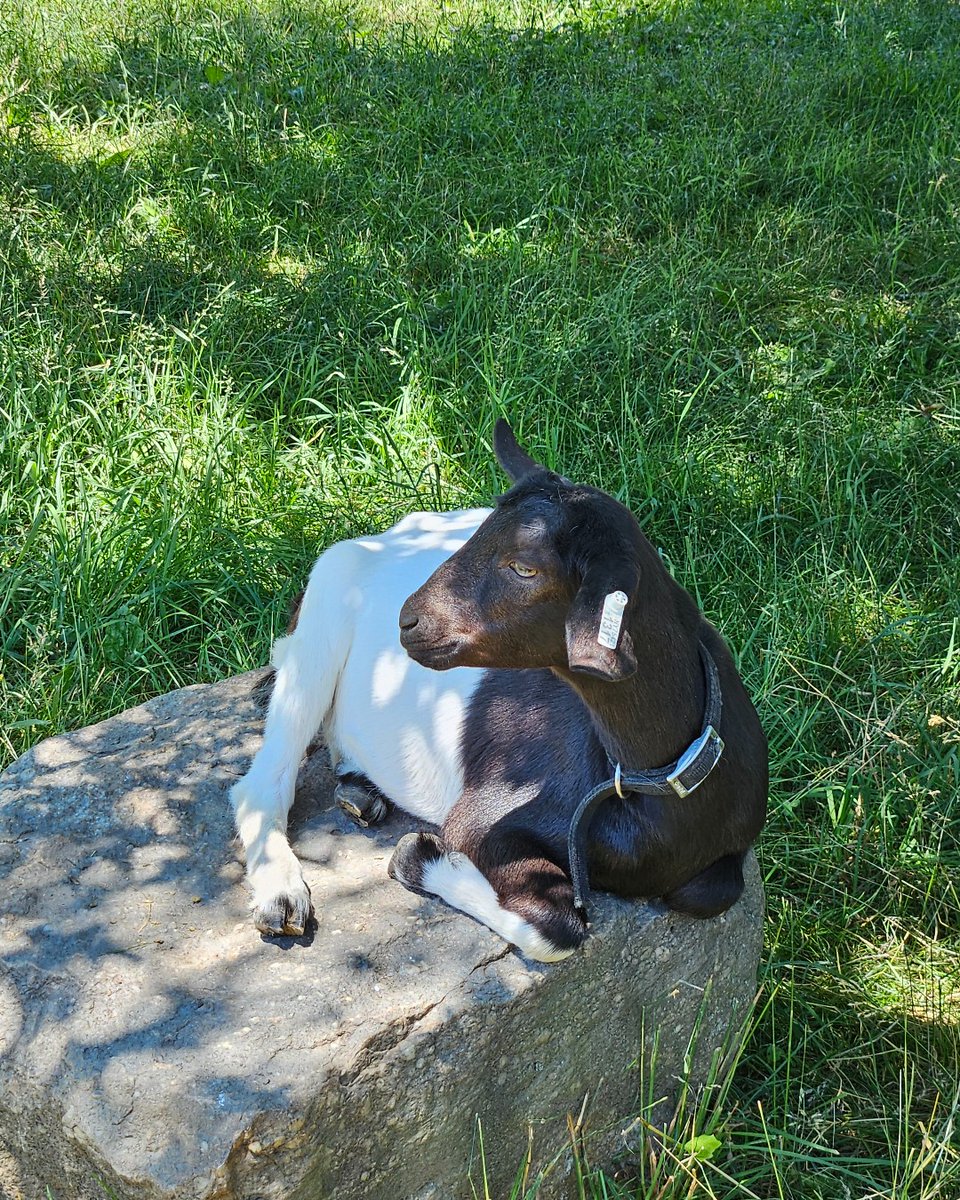 FenimoreFarm's tweet photo. This rock is a popular spot! 🐐 https://t.co/P45inwcppv