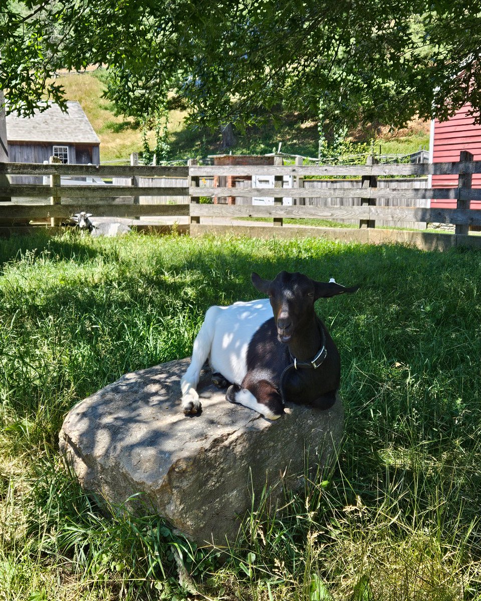 This rock is a popular spot! 🐐