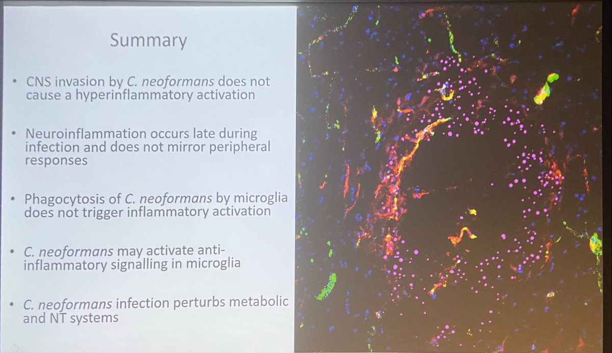 Our meeting now shifts to Fungal Immunopathology

First up is Dr Rachael Dangarembizi from UCT /  @mrccmm Africa Centre in Cape Town discussing neuroimmune interactions in cryptococcal meningitis 
#AIDSmycoses2024