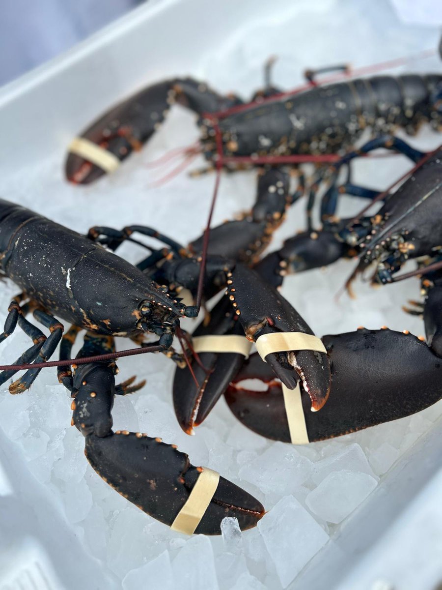 We had a fantastic time selling fresh Clyde-caught seafood at the Tarbert Seafood Festival! 🦀🦐
A huge thank you to all fishermen who donated produce and to everyone who stopped by our stall. Keep your eyes peeled for future events and festivals in the coming months!