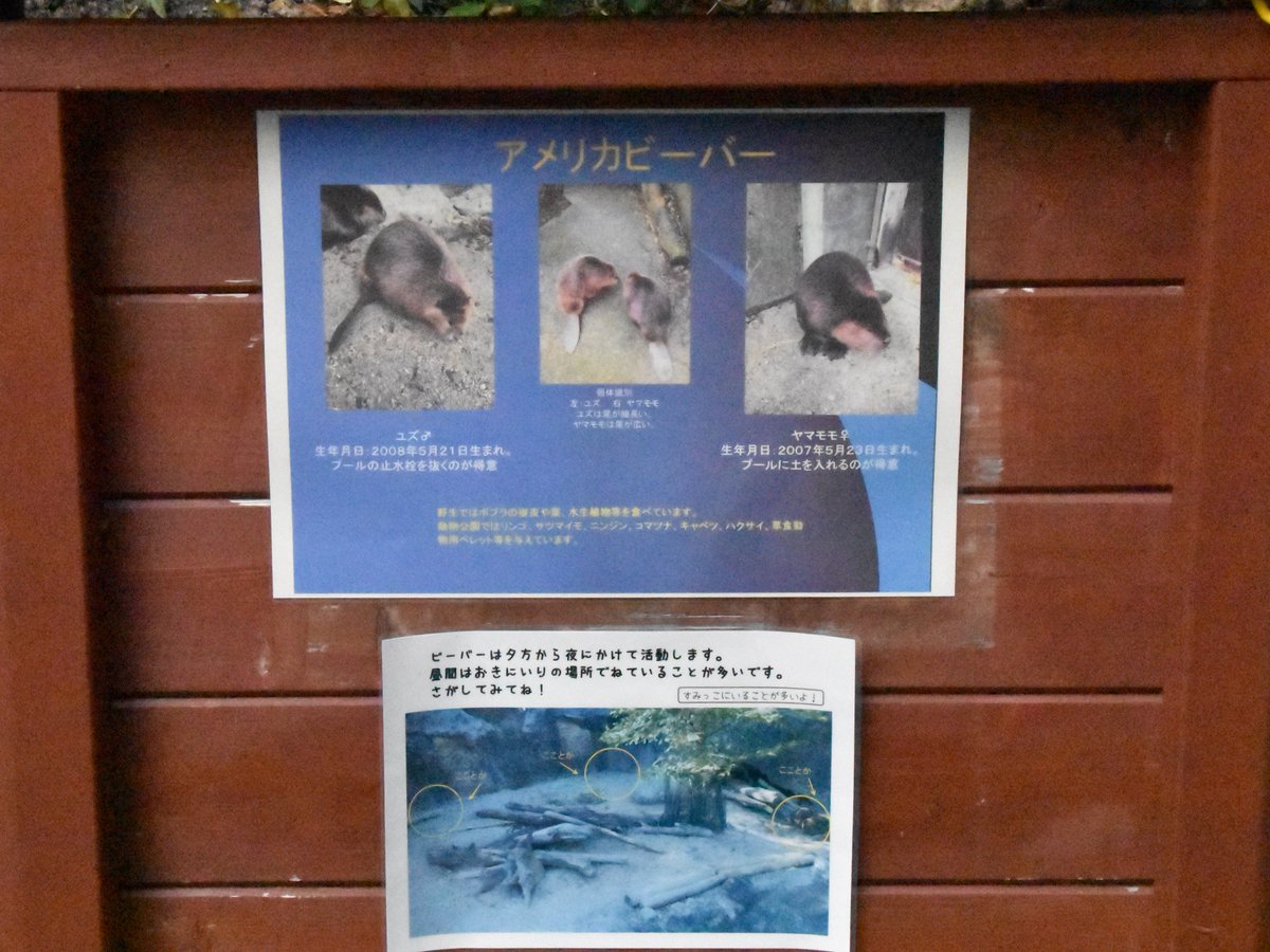 TomAmano's tweet photo. 2020.12.12
初のいち
栓抜きが有名だったけど対策されて見られず
#アメリカビーバー　#のいち動物公園 https://t.co/Iik1XDkDWT