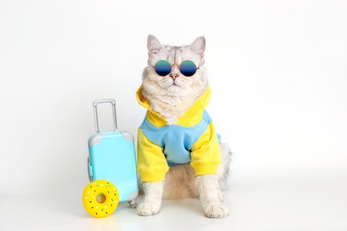 TSA's tweet photo. Is your cat your purr-fect travel companion? Keep everyone feline fine by remembering not to put your pet through the X-ray machine. You can always ask for a private screening room if you're worried, they'll escape their carrier. 

#NationalKittenDay #TravelingWithPets https://t.co/jqfBB2lxJu