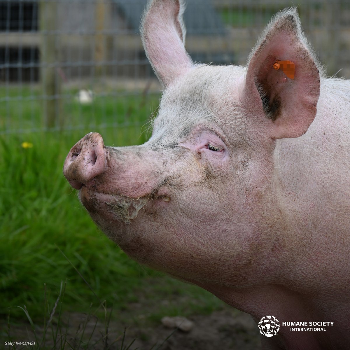 humaneworlduk's tweet photo. 🥁 Our rescue pigs now officially have names! Introducing...

💫 Hope and Blossom 🌸

Thanks to everyone who sent in name ideas, and a special thank you to our friend @leonalewis for choosing from your suggestions. We think Hope (L) and Blossom (R) suit their new names perfectly! https://t.co/kJUZUx6nZk