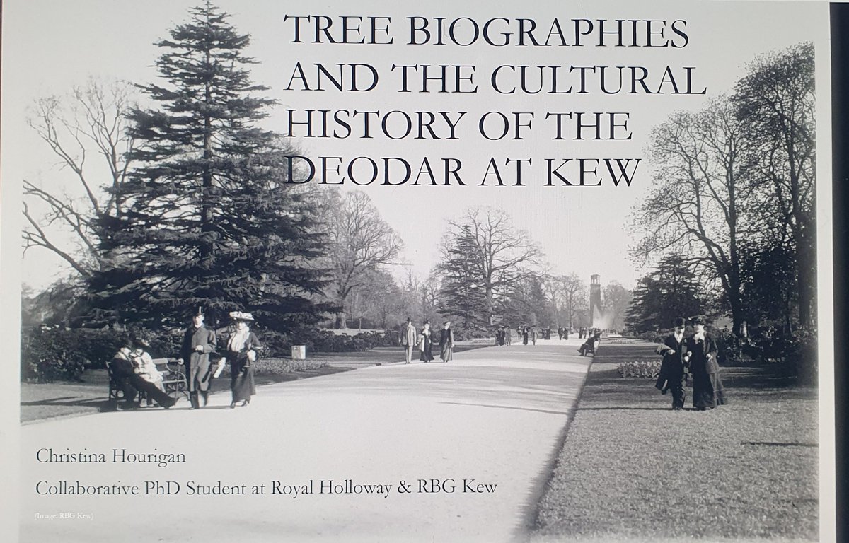 KewEditor's tweet photo. I was really thrilled to give my paper at #TreeCulturesatKew yesterday and explore the history of the deodar in the making of @kewgardens #arborealhumanities. Also exciting to share the new edition of #RemarkableTrees from @thamesandhudson with everyone π π³π²π΄ https://t.co/EjRGl3ypeh