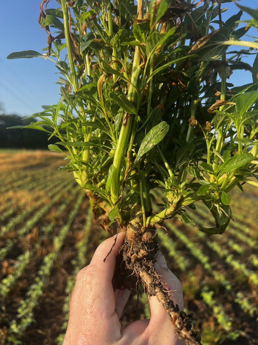 Ted Zepplin tweet media