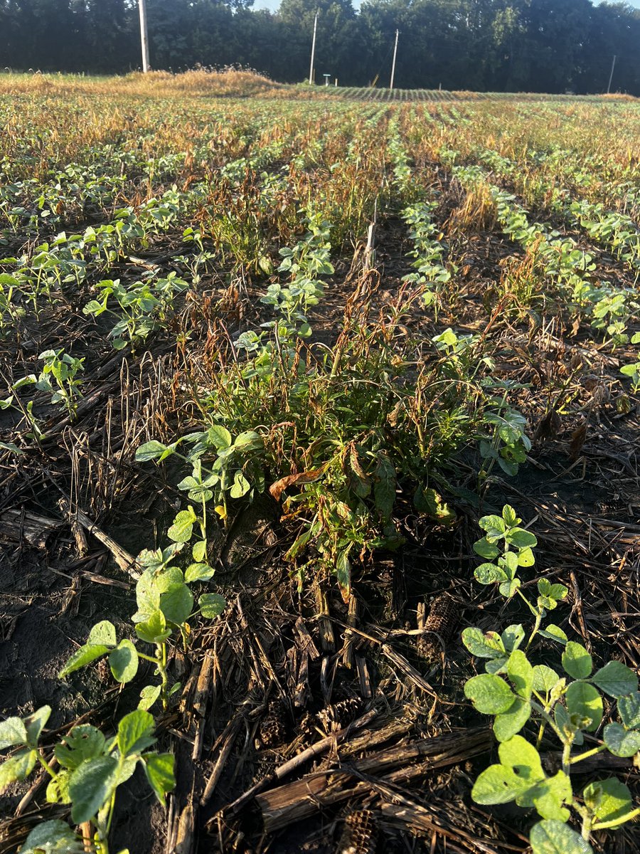 Ted Zepplin tweet media