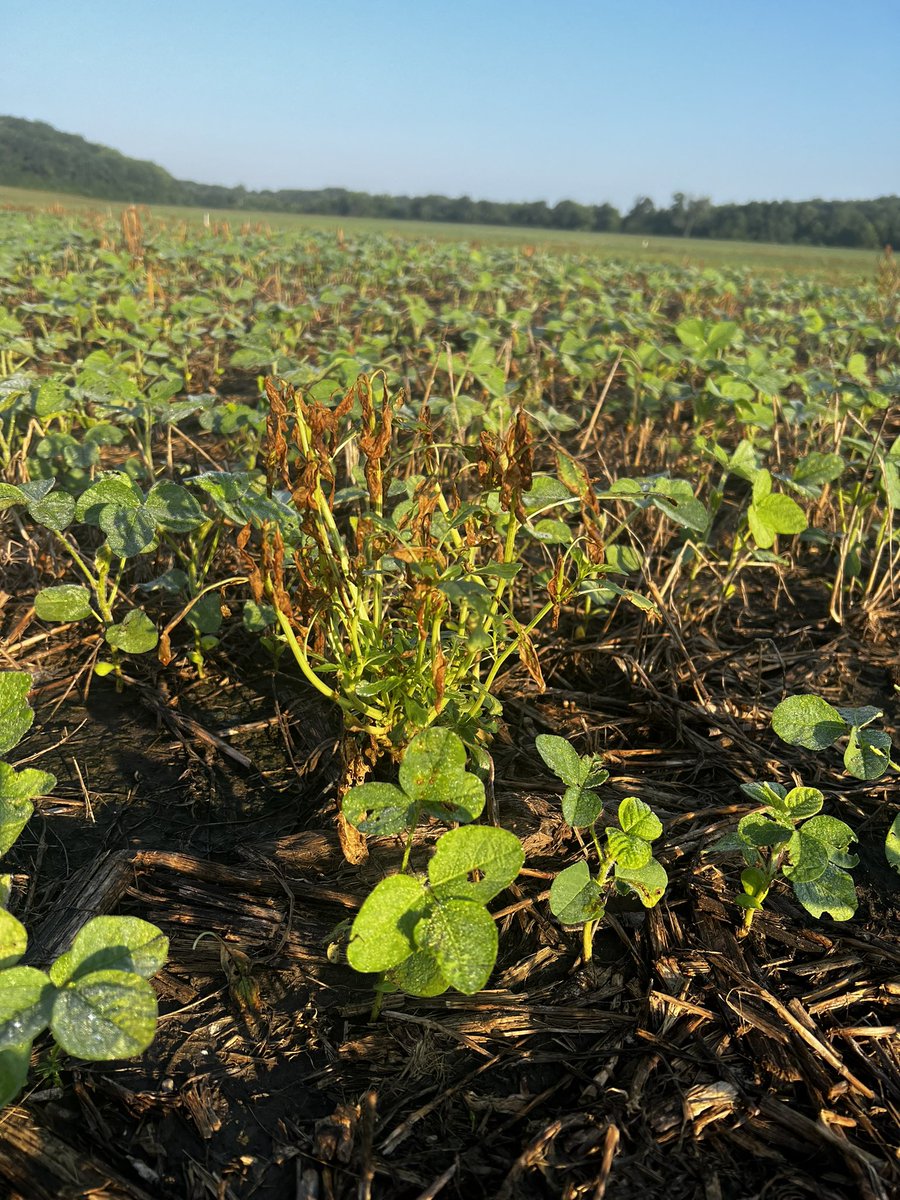 Ted Zepplin tweet media