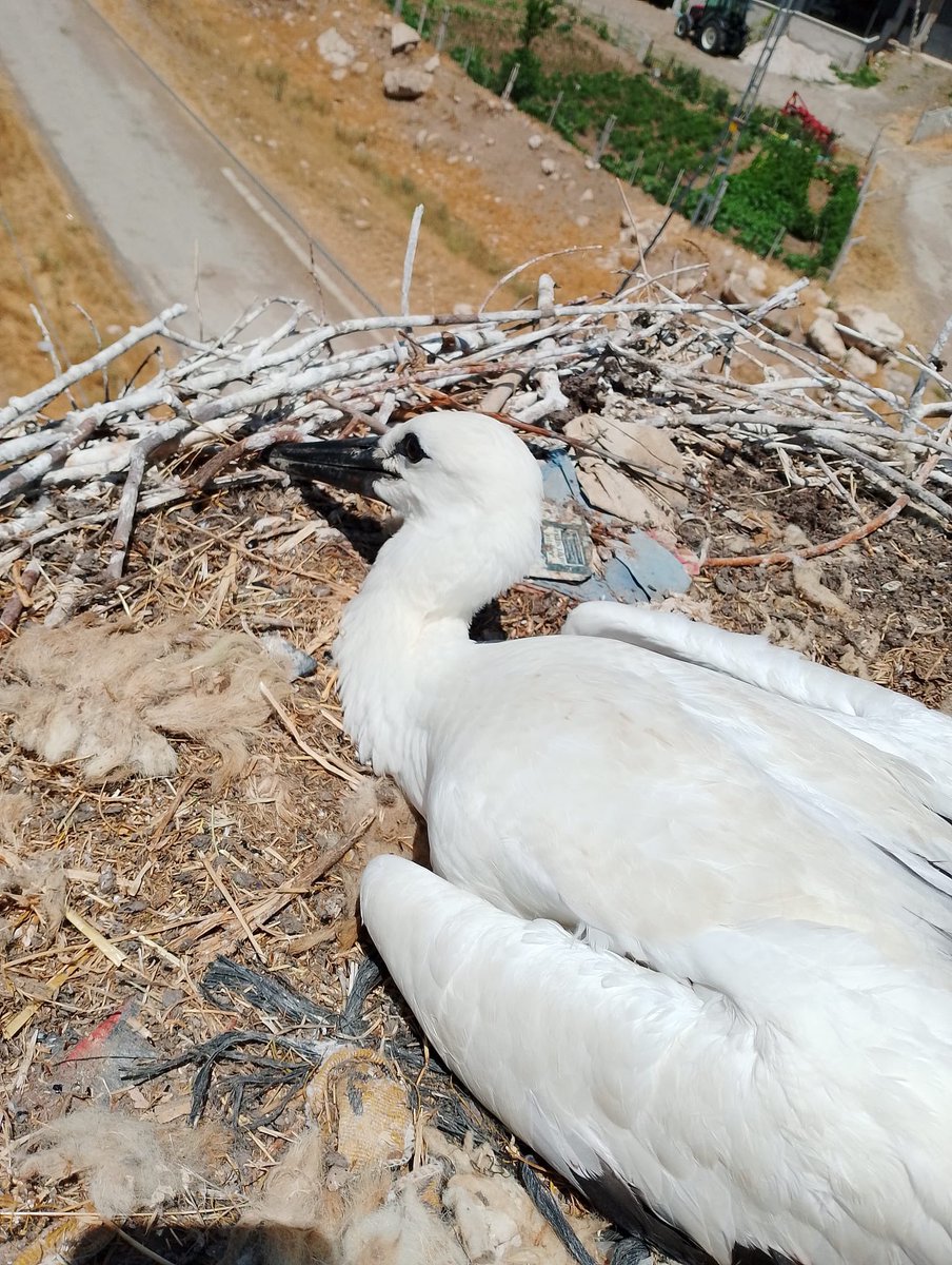 kcetaskayseri's tweet image. 📍#Pınarbaşı
Misafirlerimizi ağırlamaya devam ediyoruz🐣
Ekiplerimiz direklere yuva yapan göçmen kuşlarının yavrularına ve yuvalarına zarar vermeden çalışmalarını titizlikle sürdürüyorlar⚡️👨‍🔧