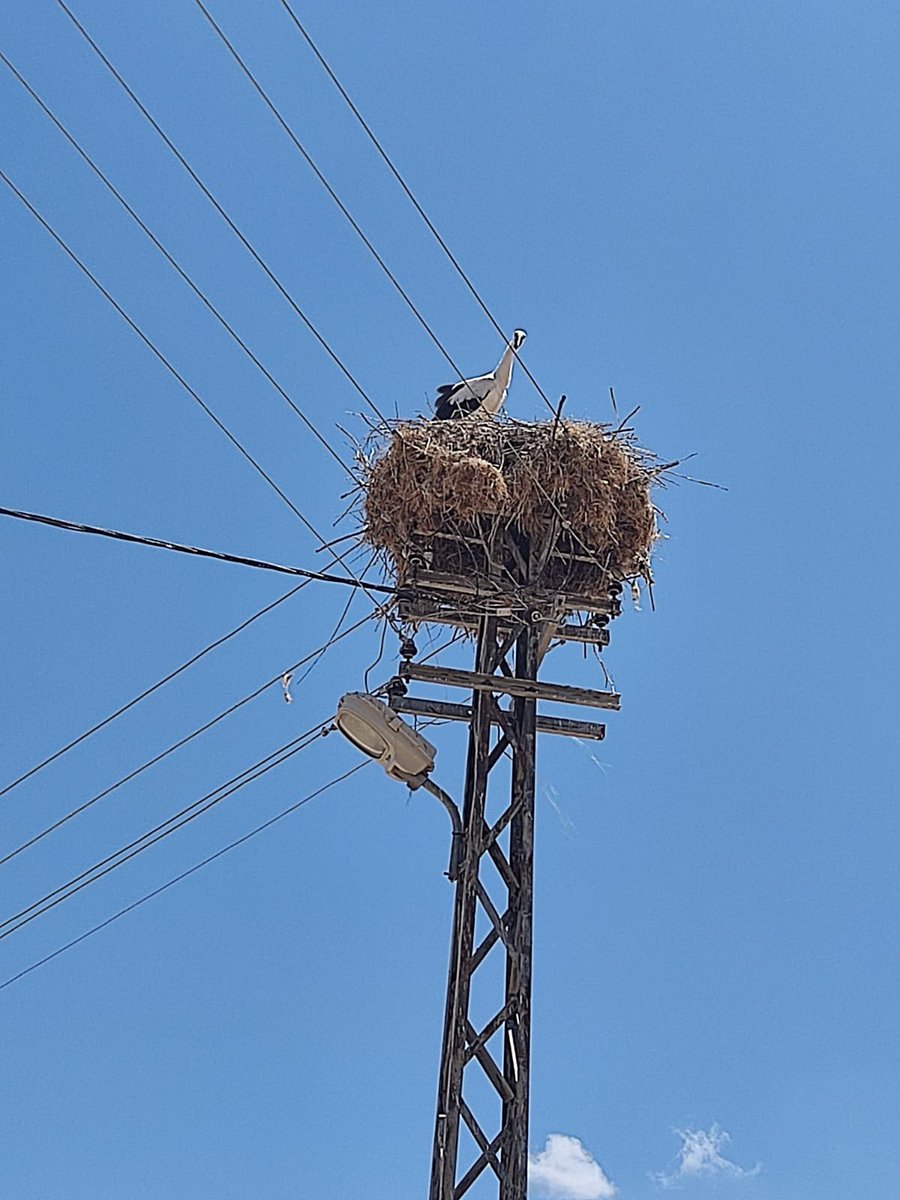 kcetaskayseri's tweet image. 📍#Pınarbaşı
Misafirlerimizi ağırlamaya devam ediyoruz🐣
Ekiplerimiz direklere yuva yapan göçmen kuşlarının yavrularına ve yuvalarına zarar vermeden çalışmalarını titizlikle sürdürüyorlar⚡️👨‍🔧