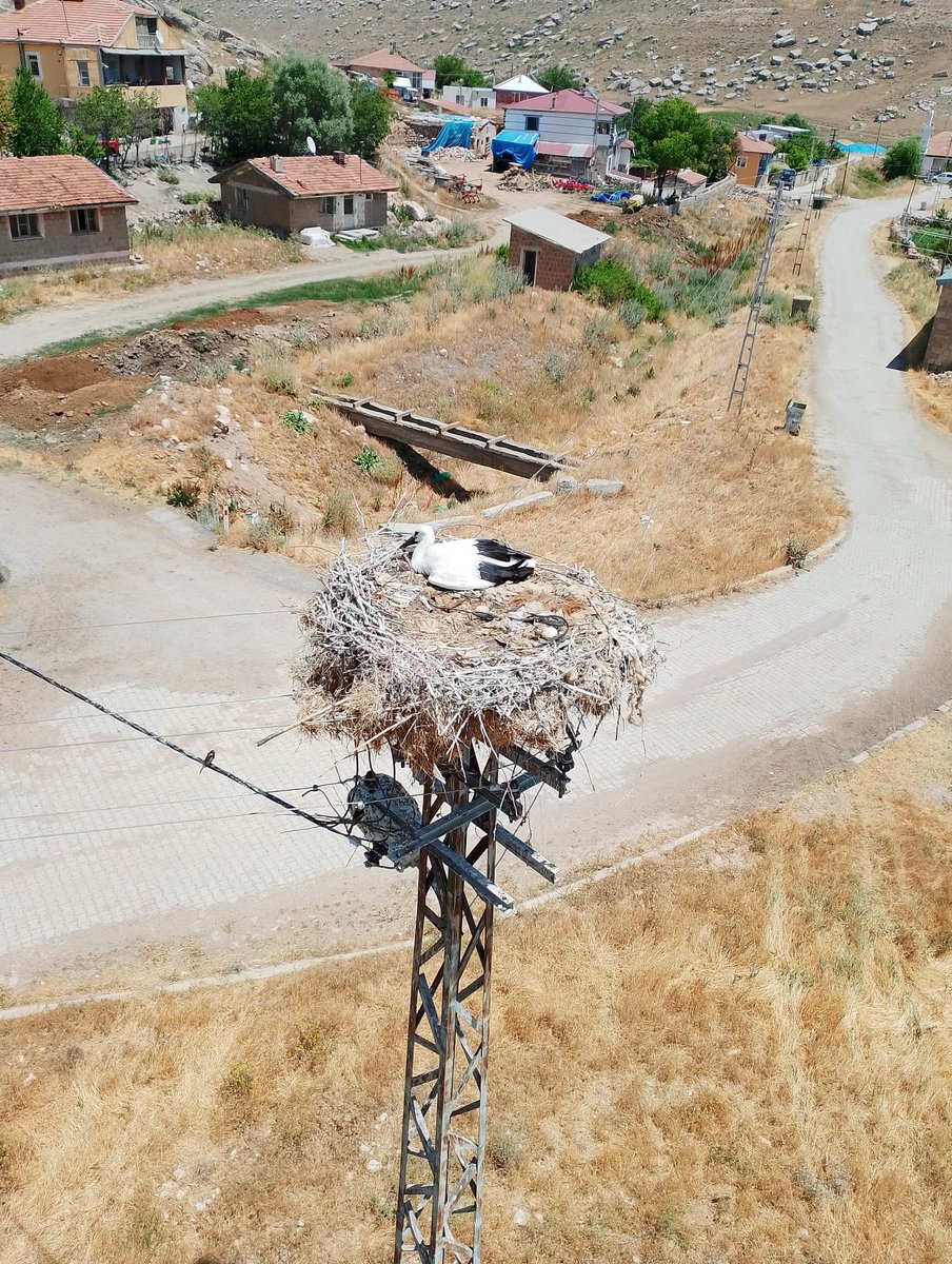 kcetaskayseri's tweet image. 📍#Pınarbaşı
Misafirlerimizi ağırlamaya devam ediyoruz🐣
Ekiplerimiz direklere yuva yapan göçmen kuşlarının yavrularına ve yuvalarına zarar vermeden çalışmalarını titizlikle sürdürüyorlar⚡️👨‍🔧