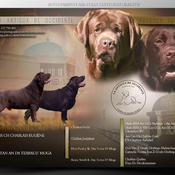 Disponibles cachorro de labrador retriever chocolate.

Mas info por privado🫶🏻

📆Nacimiento: 9/05/2024