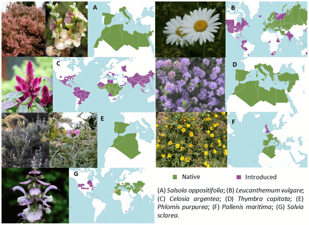 Horticulturae - New Published Paper🍀

📖Title: Comparison of the #Climate #Change Tolerance of Native and Non-Native #Species Used or Potentially Used as #Ornamentals in Mediterranean Areas

✍️Paper written by: M. Isabel Martínez-Nieto et al.

🔗Link: lnkd.in/d7Bf3TC3