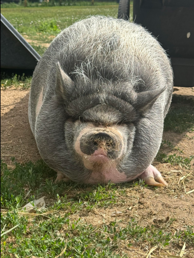 Why i'm so bullish on $Nike:-

Most volume on Cardano in the past month by far

He's a good pig

Top notch memes

Holder count increasing on the daily

The founders funny fat pig

The chart looking juicy af

Chicks dig the pig

$Nike <a href="/nike_hoskinson/">$NikePig</a>