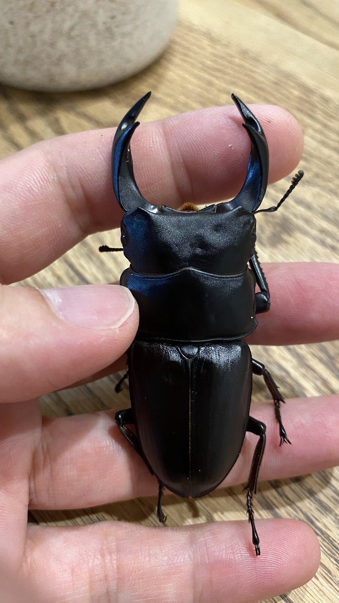 去年山梨のクワガタshop
top gunで購入したTG血統オオクワガタが一年以上かけて羽化してきました😆
2匹とも立派で綺麗なオスでした❗️
#山梨TG血統 #国産オオクワガタ
 #TOPGUN