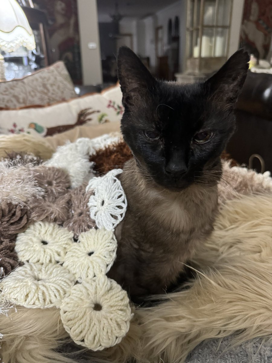 kaebee01's tweet photo. Pace on the #tourcraft has slowed - an unleashed #tourcat has disrupted progress.    Will only move if #toursnacks are provided  #couchpeloton https://t.co/TirCg06hCK