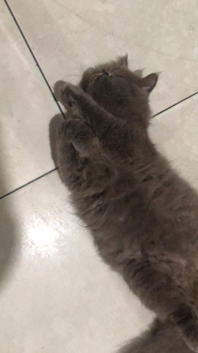 WOLFES_01's tweet photo. 😍 https://t.co/UHC9iJuRO3