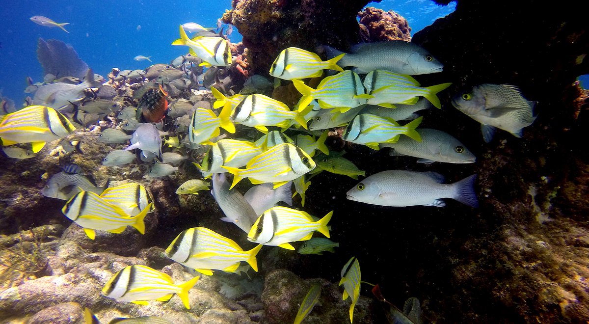 Honored to be invited to give NSF/NCAR's Explorer Series Talk next week in Boulder on July 24, free &amp; open to the public. How we can use climate forecasts to improve the way we protect coral reefs, &amp; why that's more urgent than ever. Hope to see you there: eventsquid.com/event.cfm?id=2…