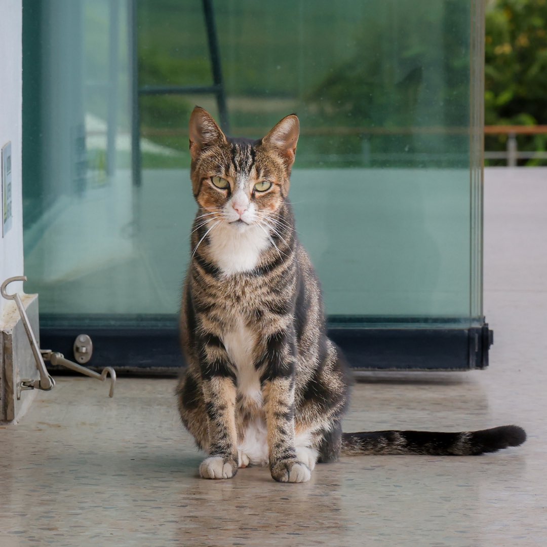 🐱 Happy National Kitten Day 🐱 
 
Today, we’re celebrating our beloved vineyard kitty, Shiraz, who always adds a touch of charm to our tasting room. Come visit us and enjoy a delightful wine tasting experience with our furry friend by your side. 
 
Whether you're a cat lover, a