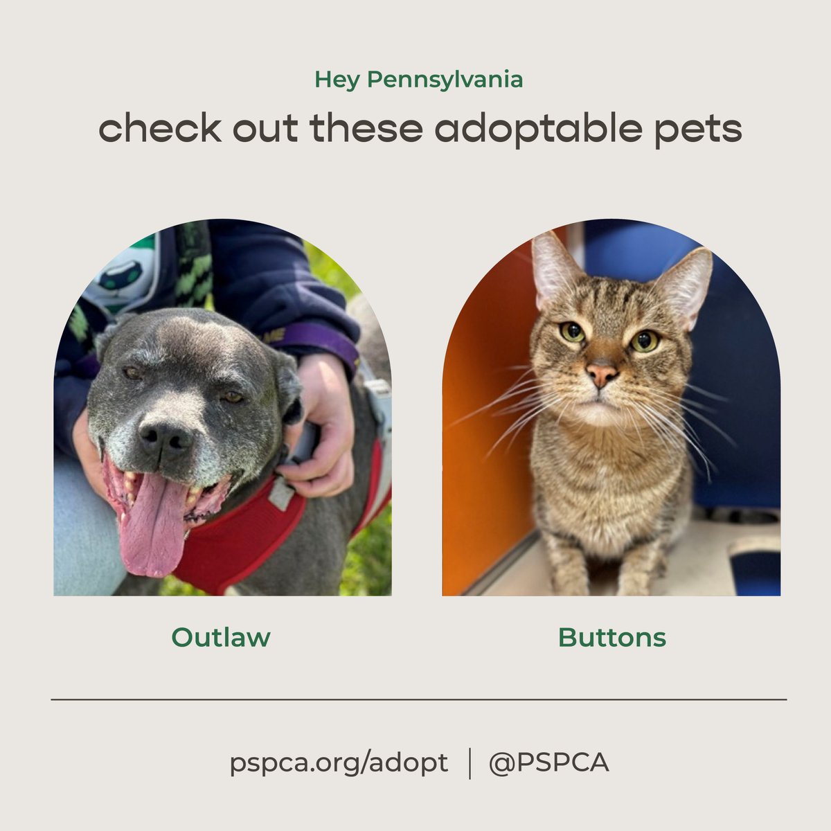Freshpet's tweet image. Introducing our July Pets of the Month from the @PSPCA and @sthubertsanimal! These fabulous pets are looking for their forever home, and they&apos;d love to meet you! 💚 #adoptablepets