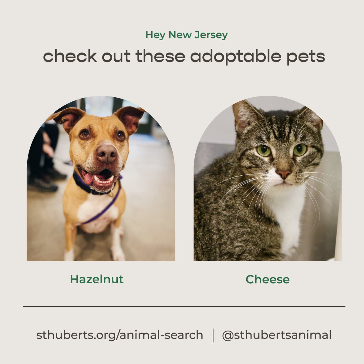 Freshpet's tweet image. Introducing our July Pets of the Month from the @PSPCA and @sthubertsanimal! These fabulous pets are looking for their forever home, and they&apos;d love to meet you! 💚 #adoptablepets