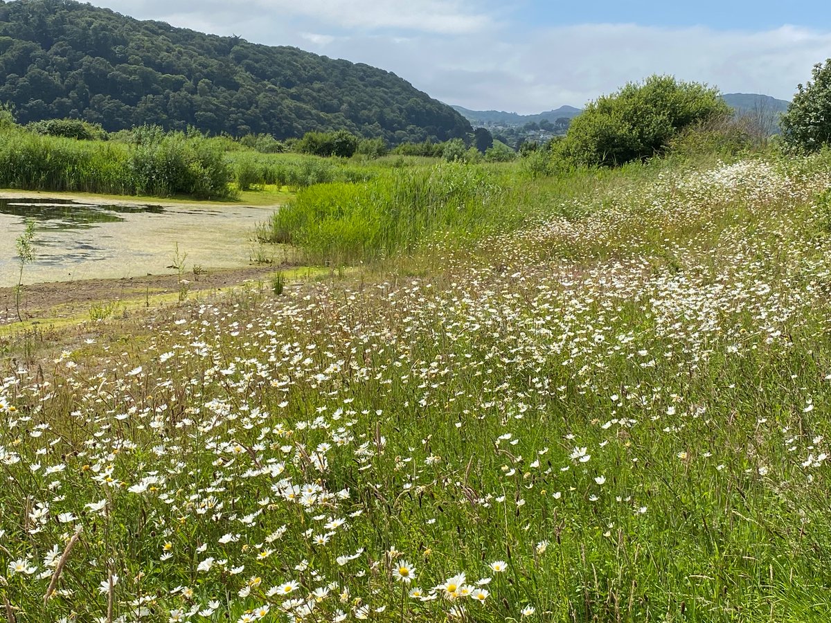 …..and relax <a href="/RSPBConwy/">RSPB Conwy</a>  ❤️