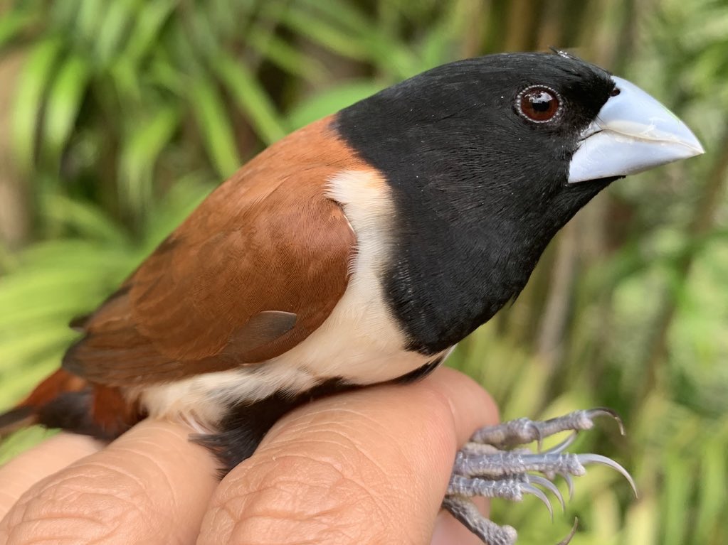 mmorenop7's tweet photo. ~28 años de invasión del Capuchino tricolor en Colombia. Ahora es común en el país, con ~12 ind por listado a través de @Team_eBird. Aún quedan zonas por invadir y desconocemos su impacto en el ecosistema. @OrnitologiaCol @OrnitologiaNeot @RNOA_COL @maria_jose2027 https://t.co/tDYOOFpzp0