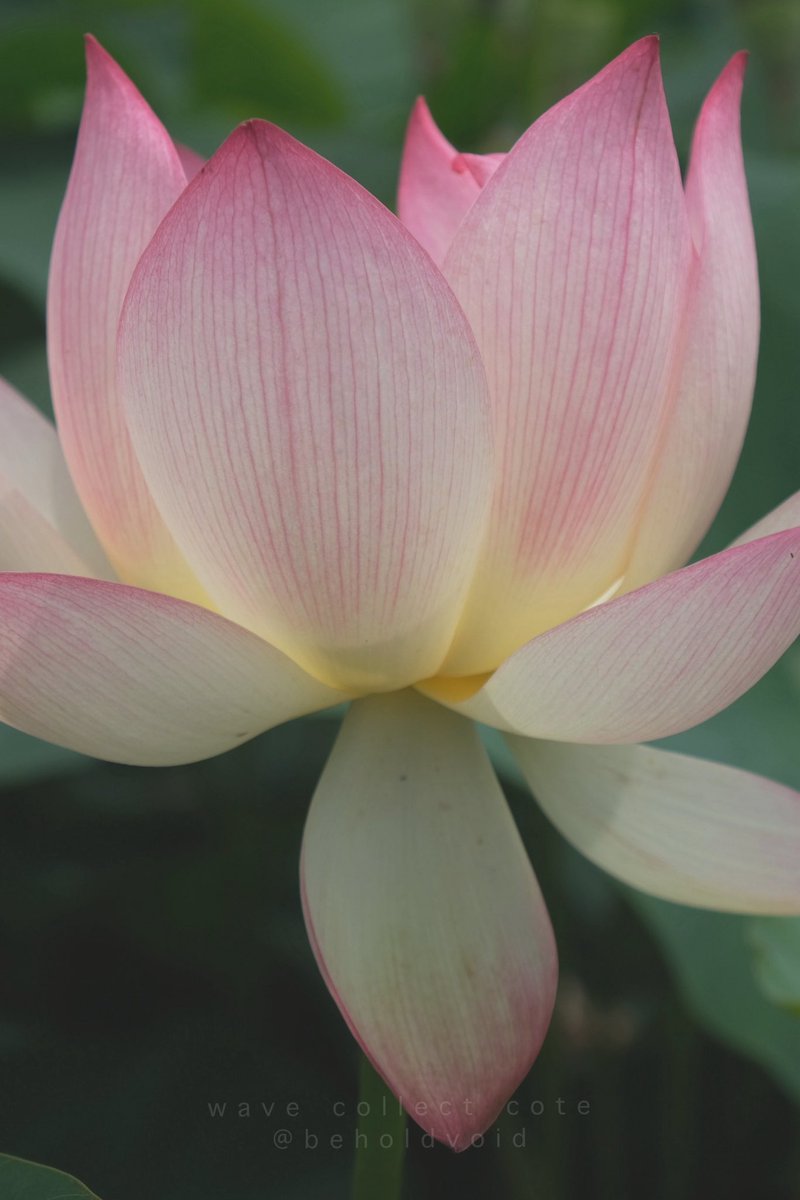 𝚌𝚘𝚝𝚎 tweet media