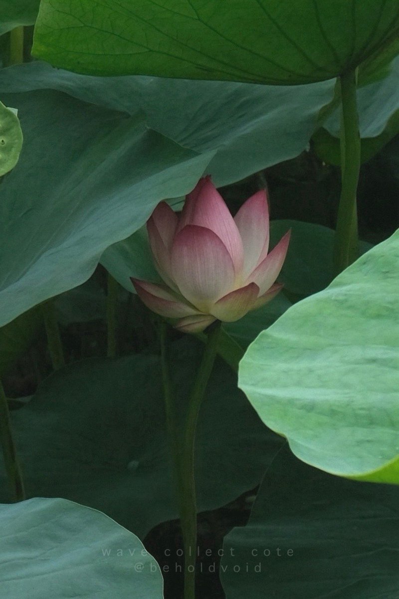 𝚌𝚘𝚝𝚎 tweet media