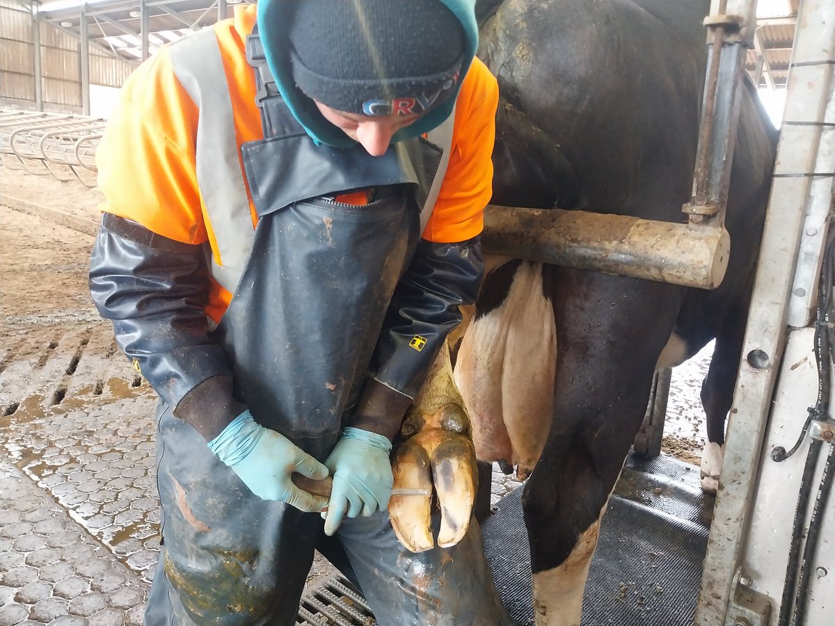 We have been very busy on the farm these last few weeks. We have been welcoming some fantastic schools and students to the farm to show them what we do. We have also started trimming all the cows feet :) #feet #cows #healthyfeetarehappyfeet