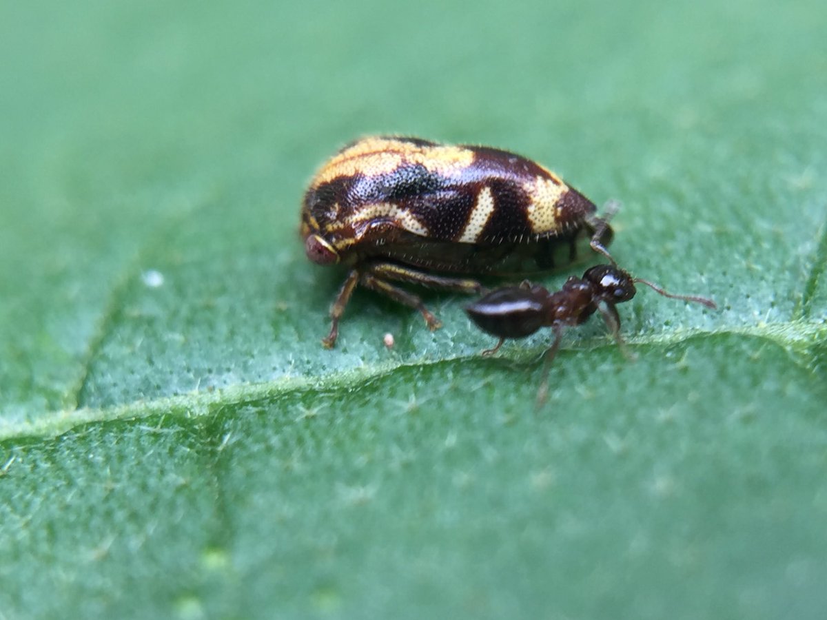 MisaelR69197997's tweet photo. Membracidae, Id sp?! https://t.co/n2gv0OjuVS