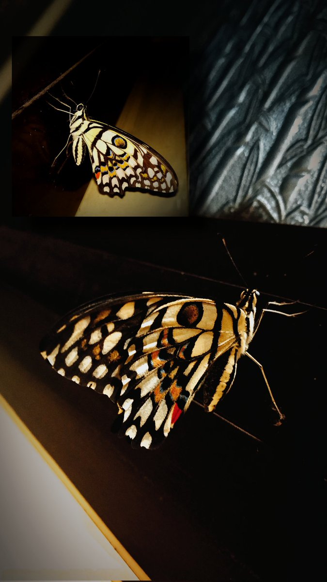 vaishnaviii_03's tweet photo. Home visit 🏡🤗❤️😍
No less than an angel😇❤️❤️❤️❤️❤️❤️❤️❤️❤️💕💕💕💕💕💕💕💕💕💕💕😍😍😍😍😍😍😍😍
#photooftheday #Butterfly #photography #sunshine #AllStars #TREASURE #Peace #PeaceAndLove #harmony #happy #animalplanet https://t.co/K8Owsq3vf5