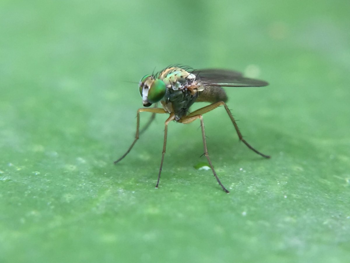 MisaelR69197997's tweet photo. Dolichopodidae, Lyroneurus sp?! https://t.co/SsmgK5jPcY