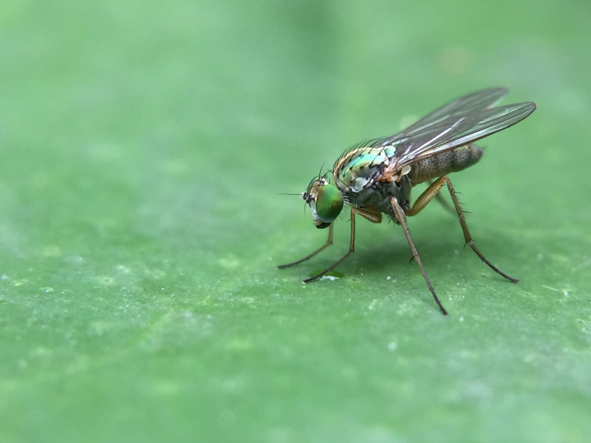 MisaelR69197997's tweet photo. Dolichopodidae, Lyroneurus sp?! https://t.co/SsmgK5jPcY