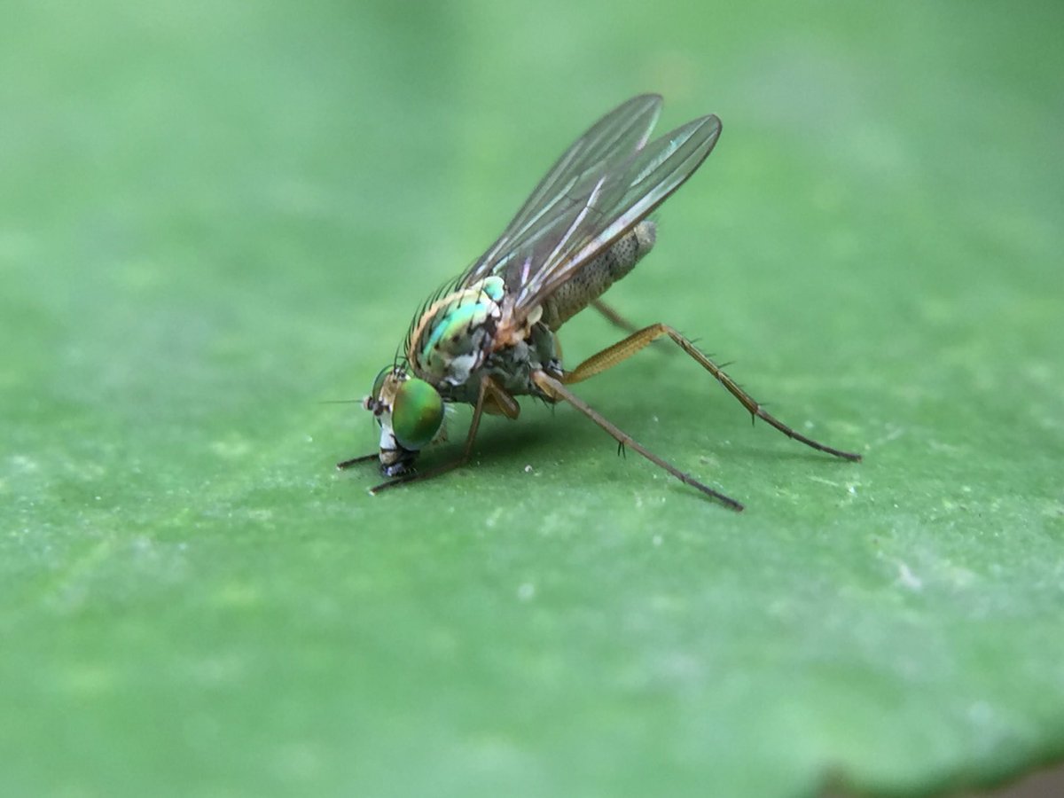 MisaelR69197997's tweet photo. Dolichopodidae, Lyroneurus sp?! https://t.co/SsmgK5jPcY